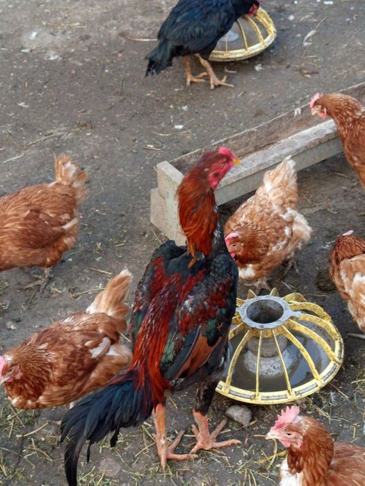 Продам дакана Июньский