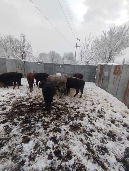 Продаются бычки ...