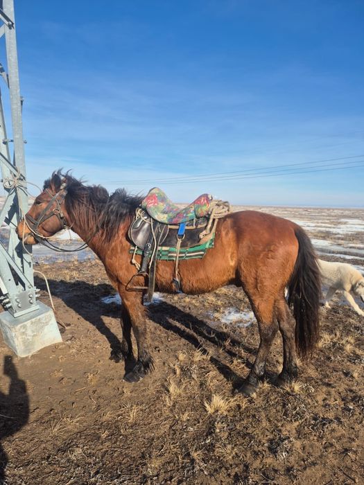 мінгі аттар сатылады