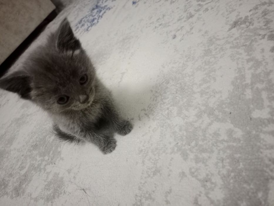 2 oylik yoqimtoy mushukchalar sotuvda.
Sog‘lom, ozoda, o‘ynoqi va mehr