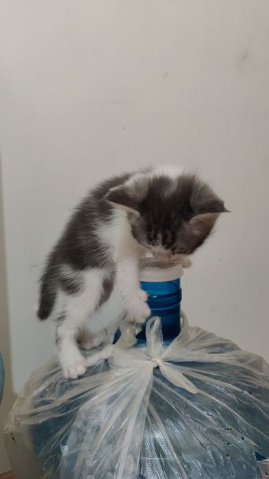 Продам котёнка не дорого !