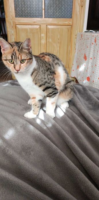 Търсим дом за Шери и Роши