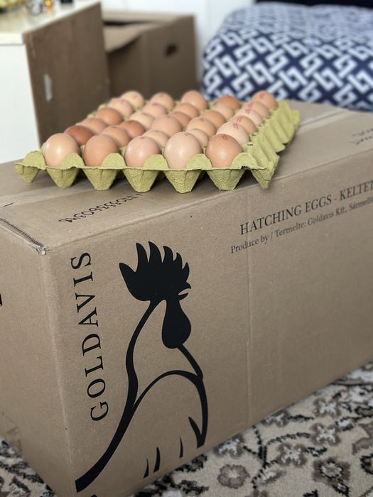 Циплята голошейки