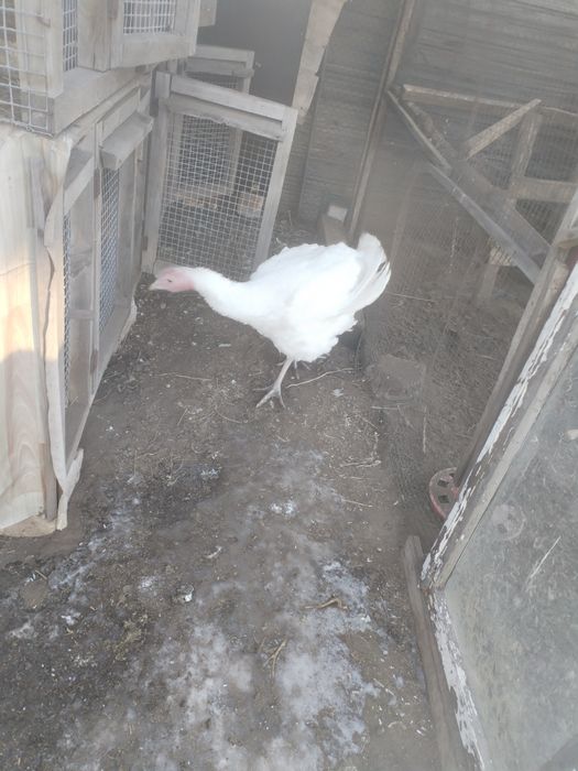 Продам индка, бролеров и питухов