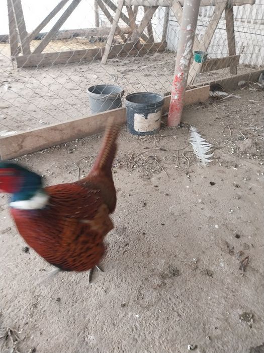 Vând fazani comuni