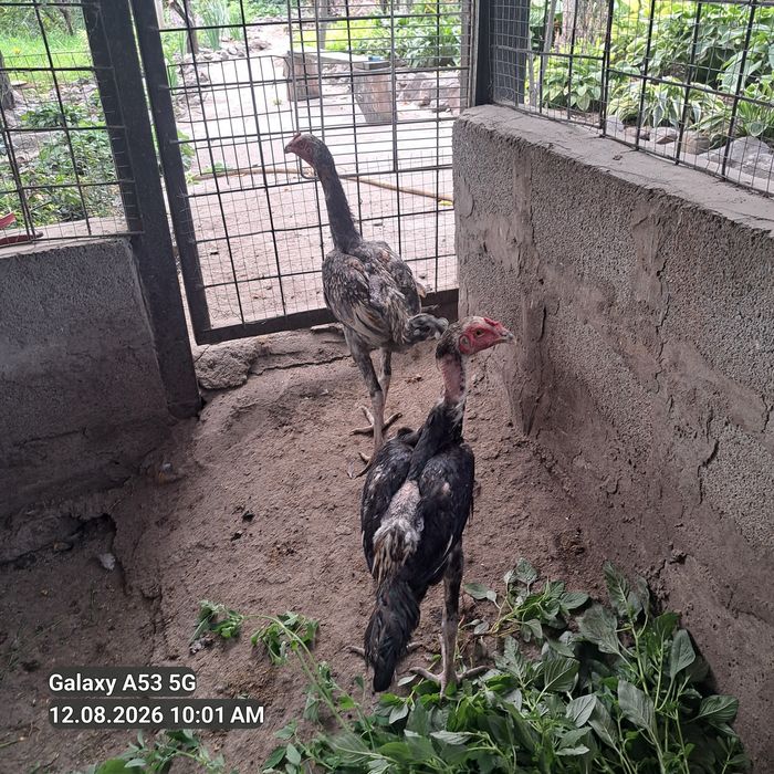 Продам 4 дакана. 5 месецев