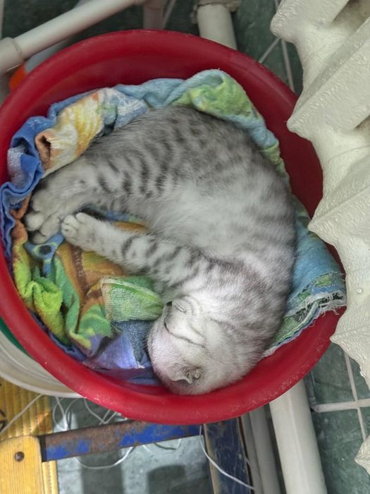 Шотландский вислоухий