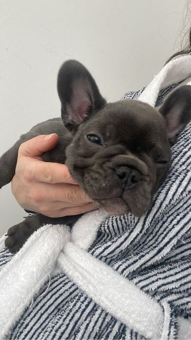 Vand bulldog francez blue - femelă