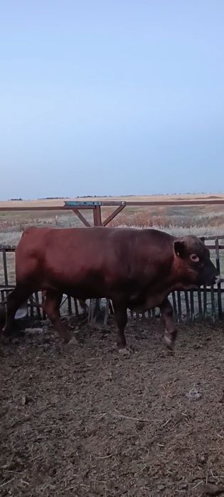 Быки на откормее