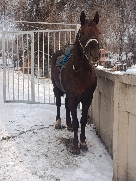 Айғыр сатылады!!!