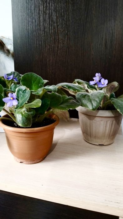 Продам цветущие фиалки.