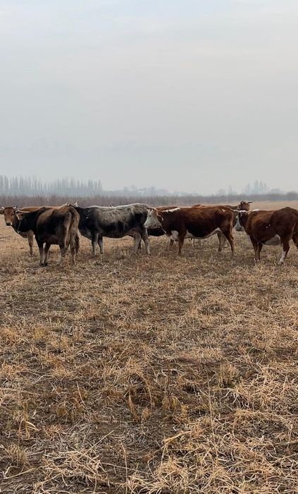 Быки телята скот