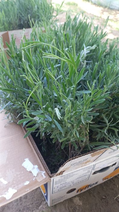 Розы оптом        .