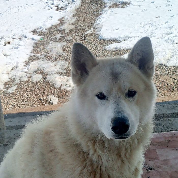 Лойка сабака сатыды