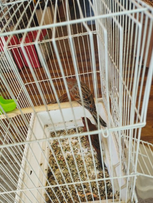 Красная дерева птицы