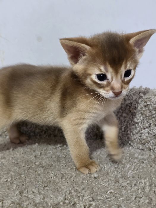 Абиссинские котята