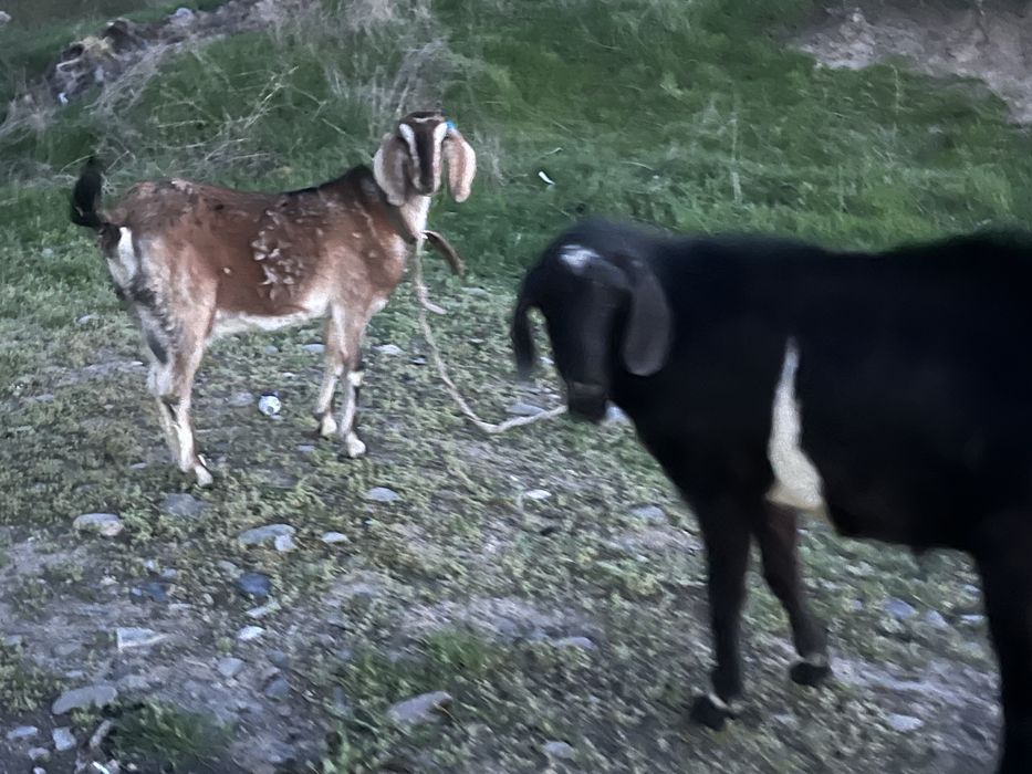 Нубийские козы …