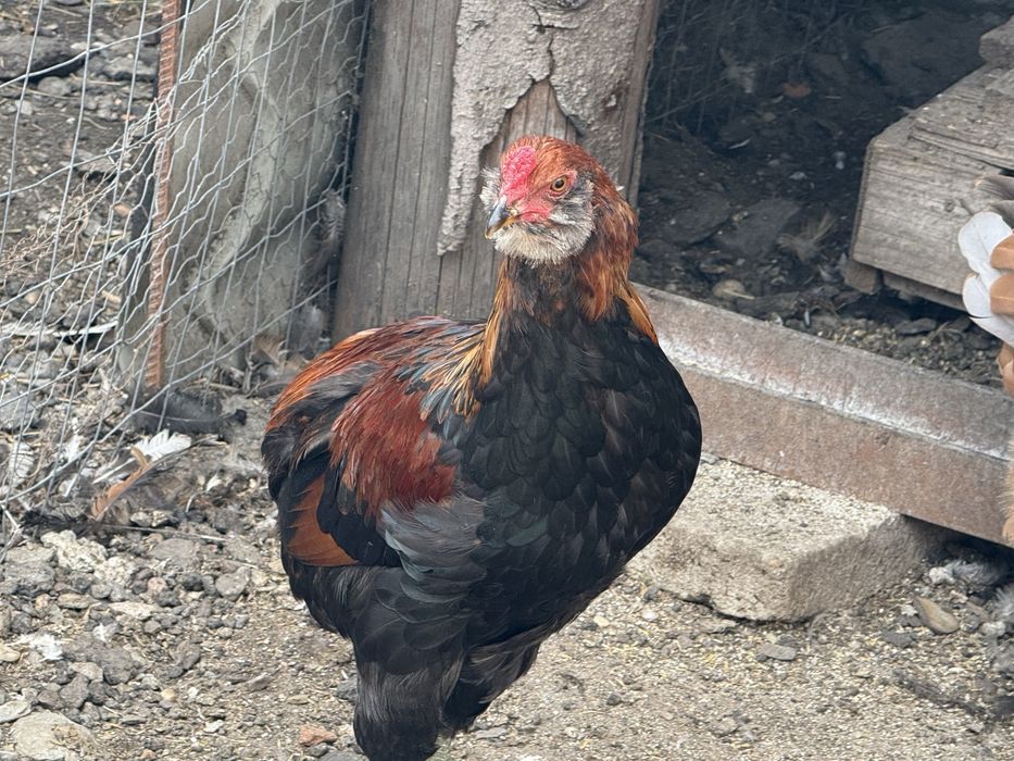Cocosi de rasa pura