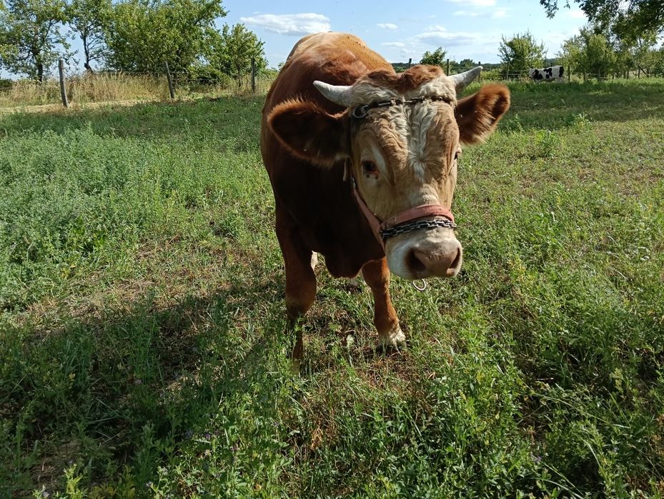 Vând vițel rasă bălțată românească