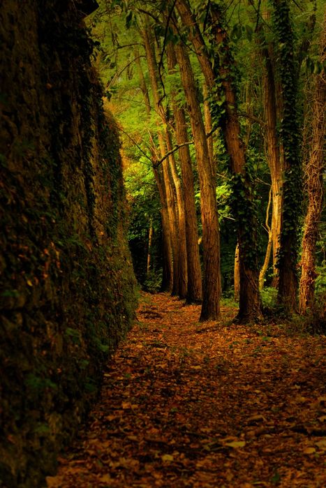 Sony A6000 + 16-50мм обектив - Перфектна Камера за Социални Медии