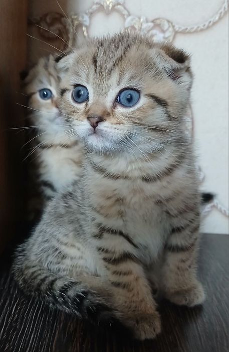 Продам тигровых фолдиков мальчиков