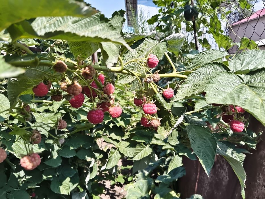 Продается Малина с собственного сада .