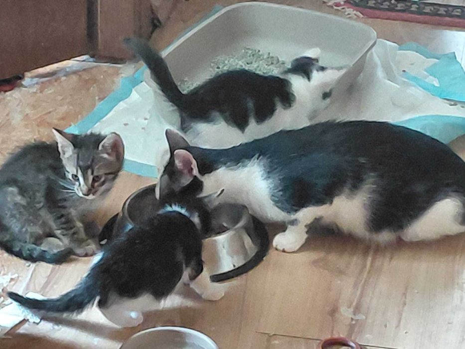 Pisoi pentru adopție – în căutarea unor familii iubitoare