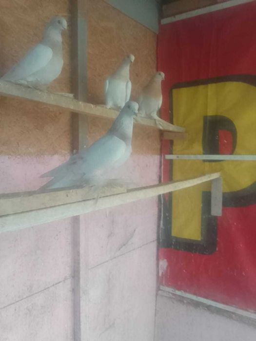 Продадим голубей