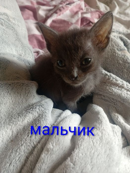 Отдам даром котят смесь с Мейн Куном