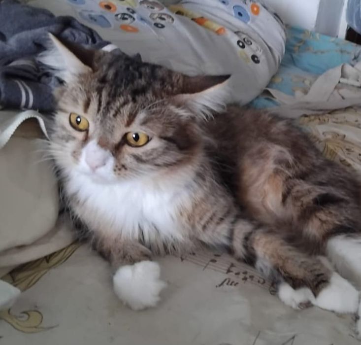 Ищу  дом  котику