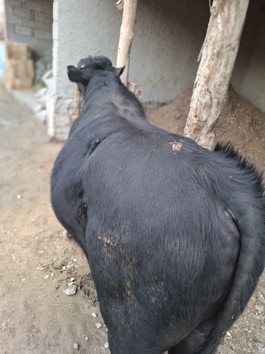 Бука сотилади когонда