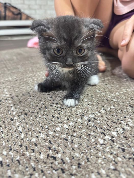 4 котенка ищут своих хозяев