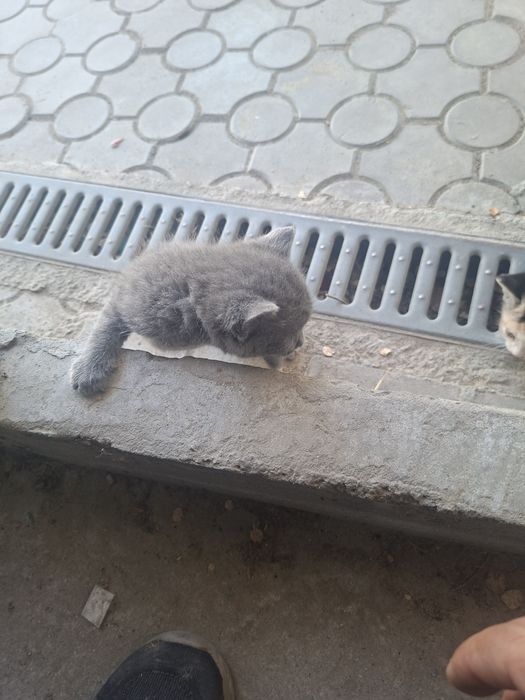 Кошки беспалатно