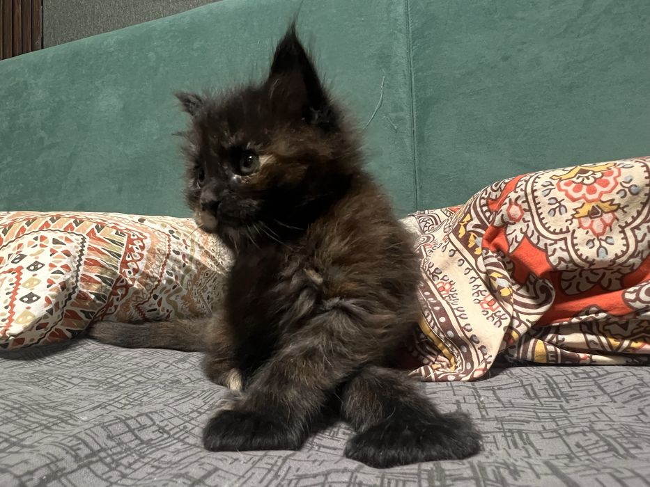 Котенок Мейн кун