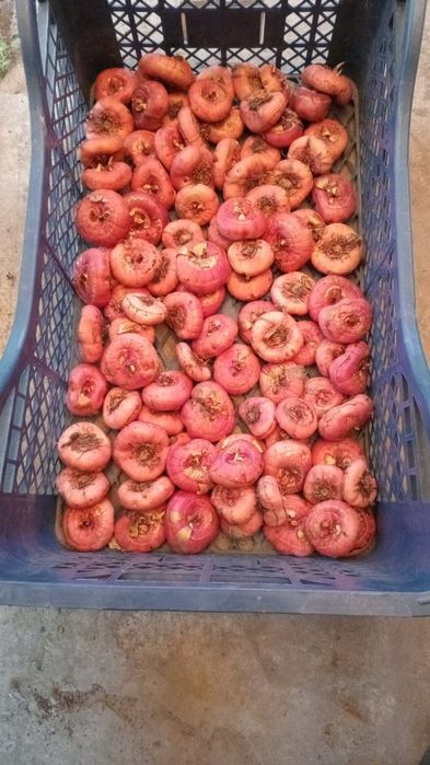 Гладиолусы луковицы