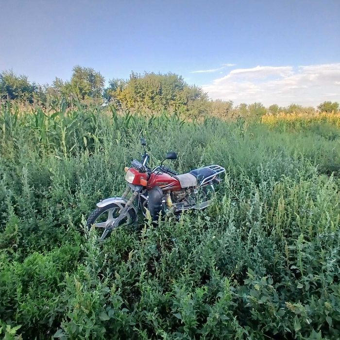 Япошка 125 куп фекон