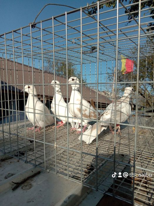 Turturele rozătoare de vînzare