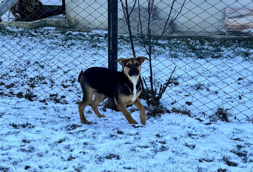 Câini spre adopție.