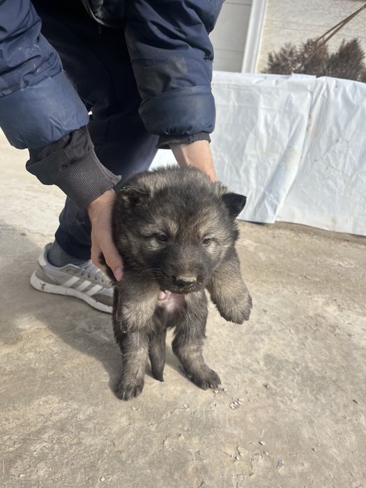 Продается собака