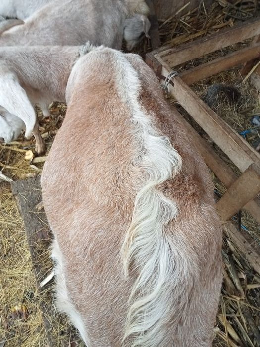 Capre metis aglonubian cu alpine