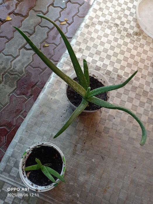 Сансевиерия(Сансевьера)