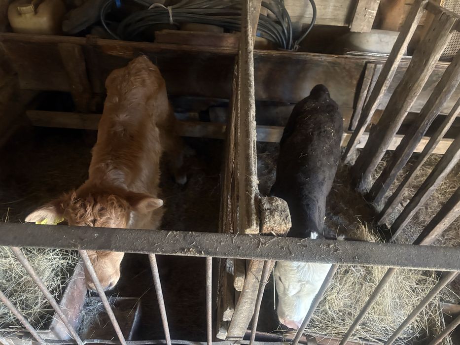 Бұзау сатылады продам телят