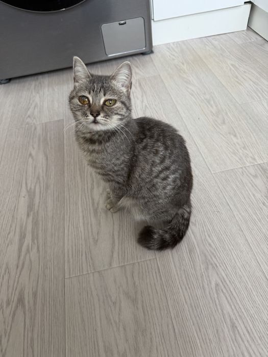 Отдадим котенка в добрые руки