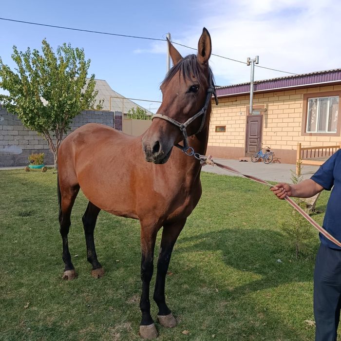 Жабагы 11 ай таза канды