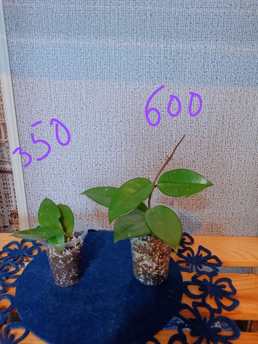 Хоя Карноза цветы