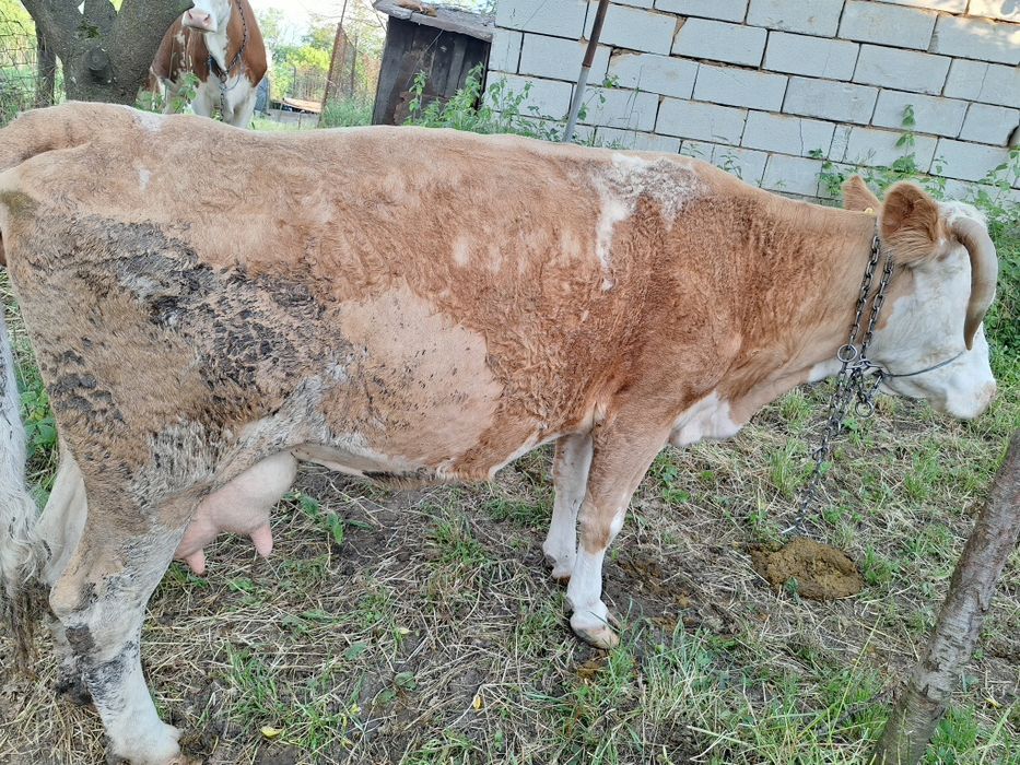 Vacă bălțată de vînzare .