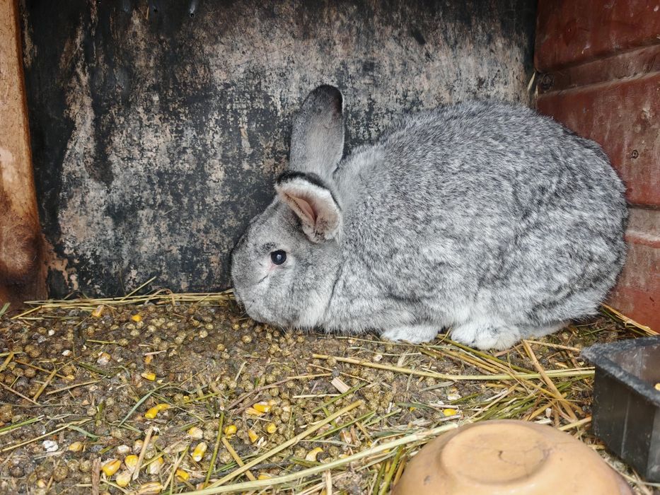 Iepuri de casa de dat