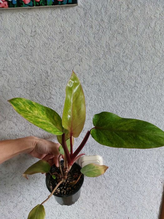 Продам комнатные растения.