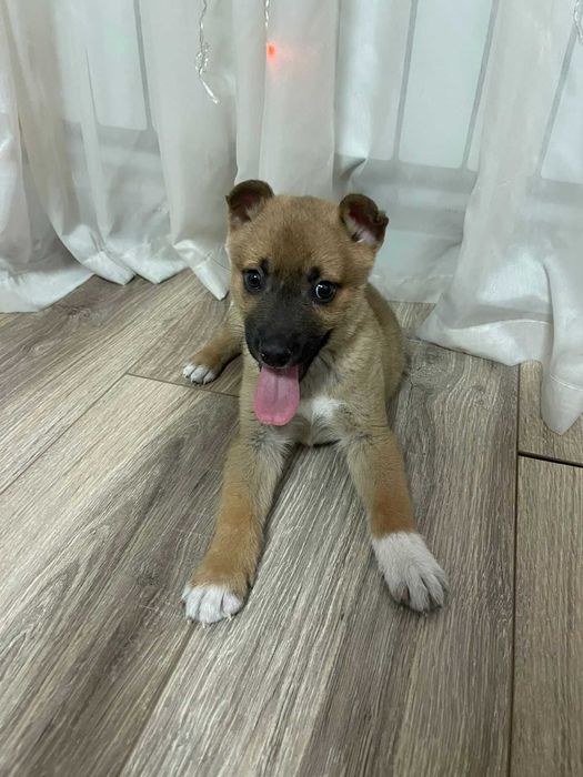 Щенок , возраст примерно месяц