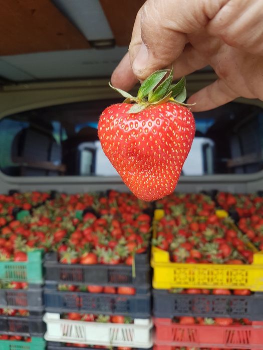 Разсад ягоди Клери